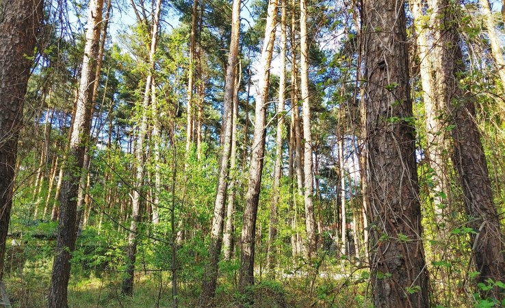 działka na sprzedaż - Warszawa, Wesoła