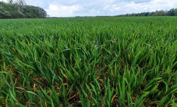 działka na sprzedaż - Mszczonów (gw), Marków-Towarzystwo