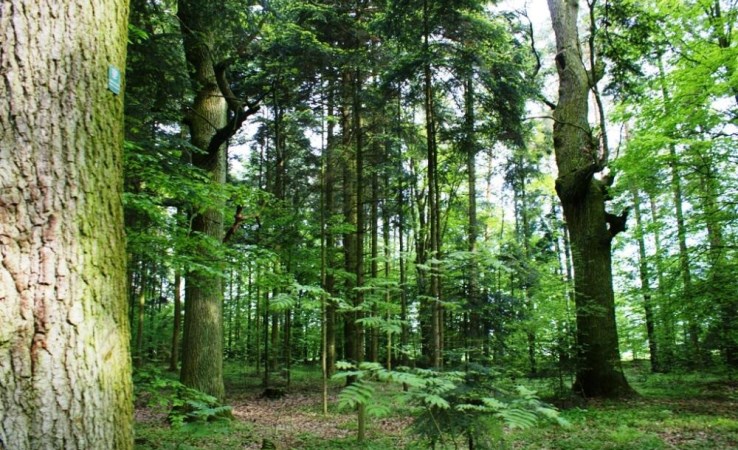 działka na sprzedaż - Stromiec, Piróg