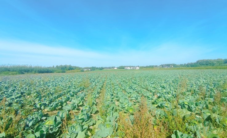 działka na sprzedaż - Lesznowola