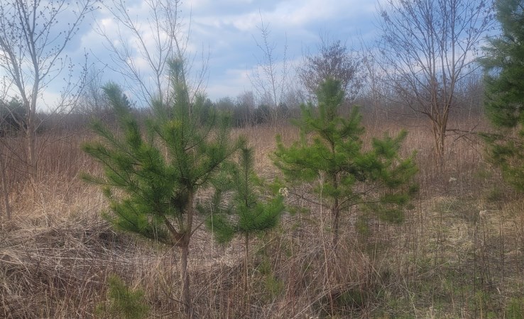 działka na sprzedaż - Stare Babice, Borzęcin Duży